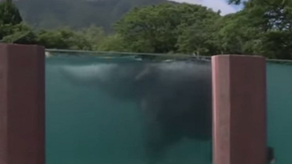 В японском зоопарке для слонов построили прозрачный бассейн. Видео