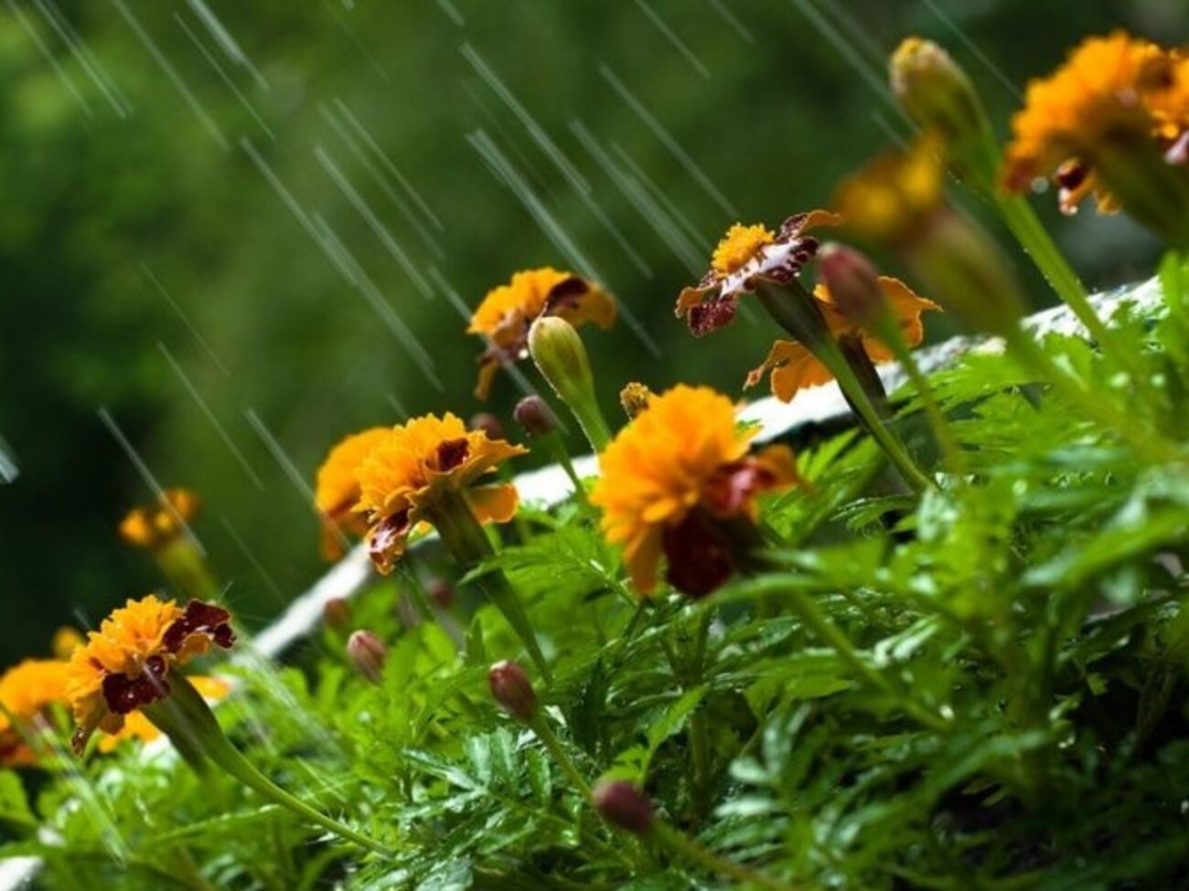 В некоторых областях Украины синоптики прогнозируют завтра кратковременные дожди