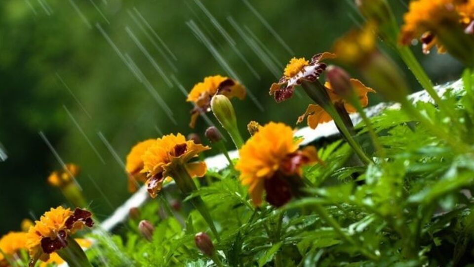 В некоторых областях Украины синоптики прогнозируют завтра кратковременные дожди