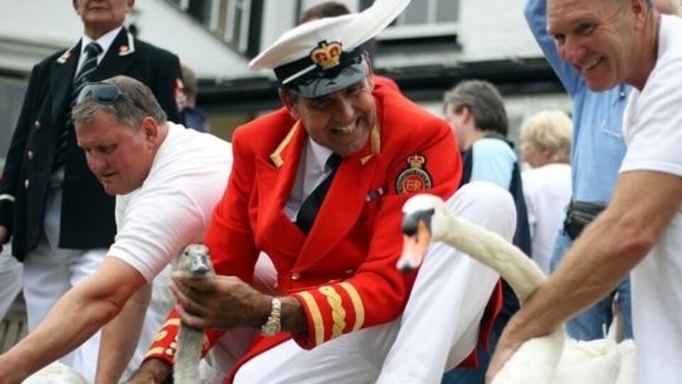 В Лондоне стартовала традиционная ежегодная инвентаризация лебедей-шипунов на Темзе. Фоторепортаж