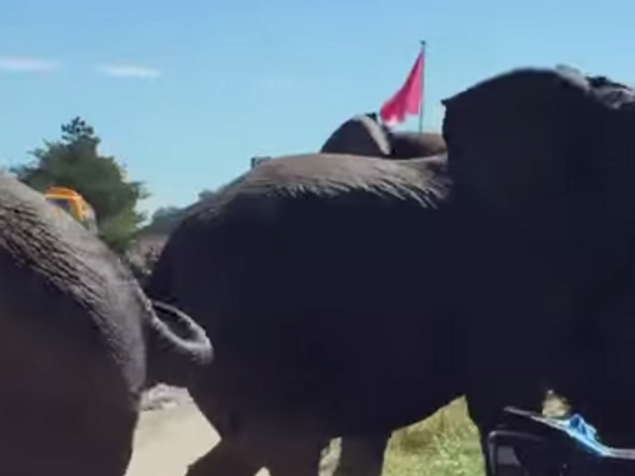 В Дании три слона разбушевались после купания в море. Видео
