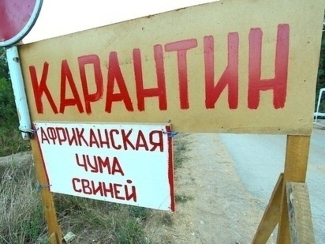 Госветфитослужба:&nbsp;Умерщвлению и сжиганию подлежат&nbsp;более 60 тыс. свиней