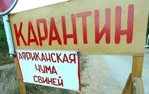 Госветфитослужба: Умерщвлению и сжиганию подлежат более 60 тыс. свиней