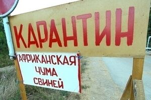 Госветфитослужба: Умерщвлению и сжиганию подлежат более 60 тыс. свиней