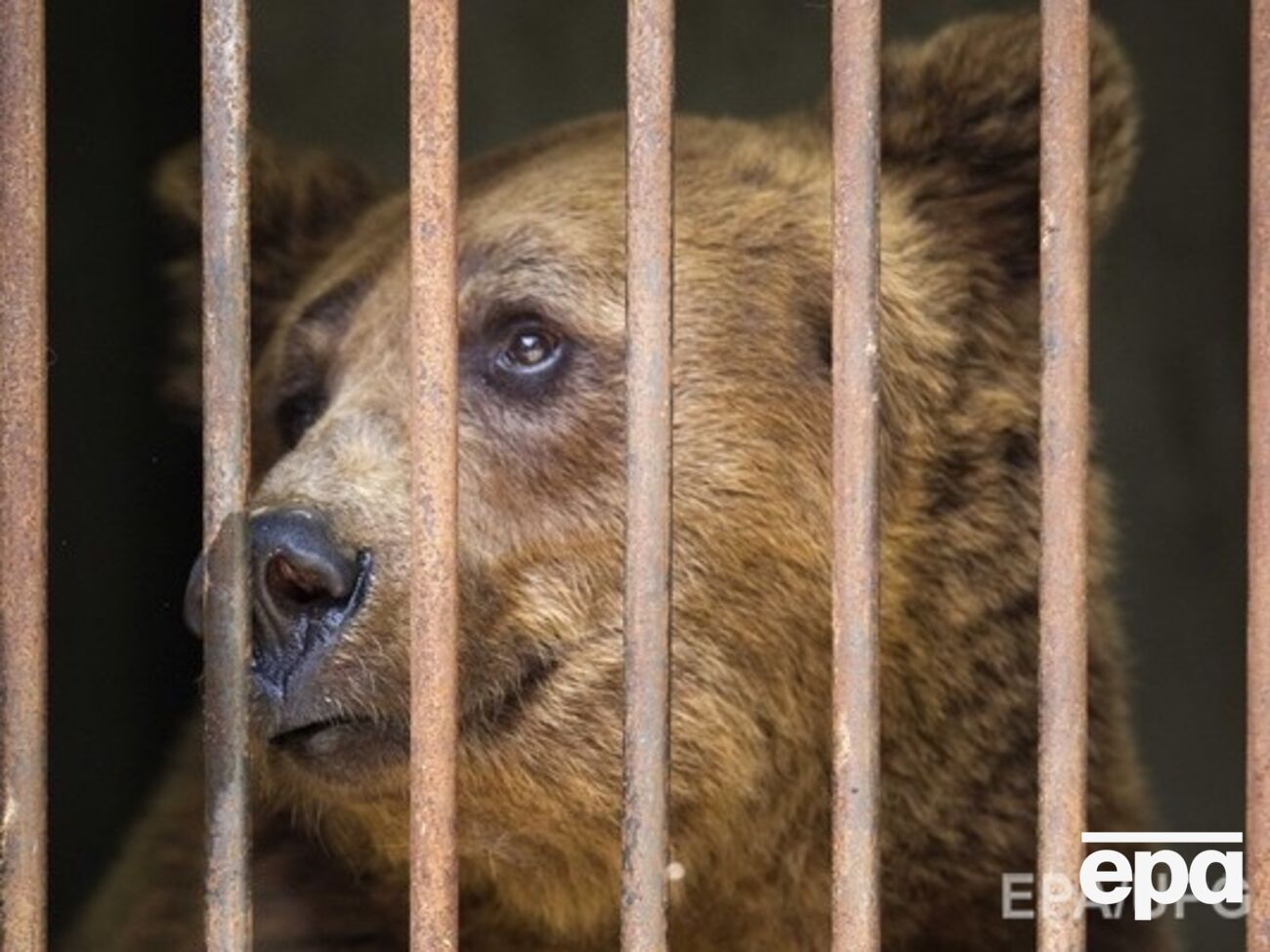 Медведь в томском кафе поймал за руку посетительницу