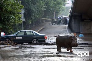 Зоопарк Тбилиси прекратил поиск сбежавших животных