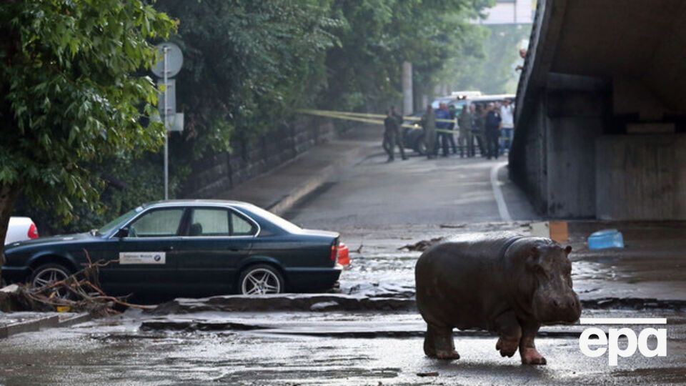 Зоопарк Тбилиси прекратил поиск сбежавших животных