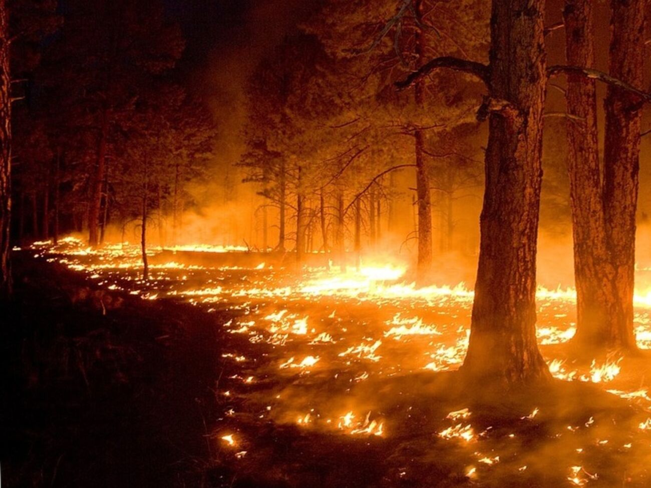 Гидрометцентр предупредил о высокой пожароопасности в Киеве и области
