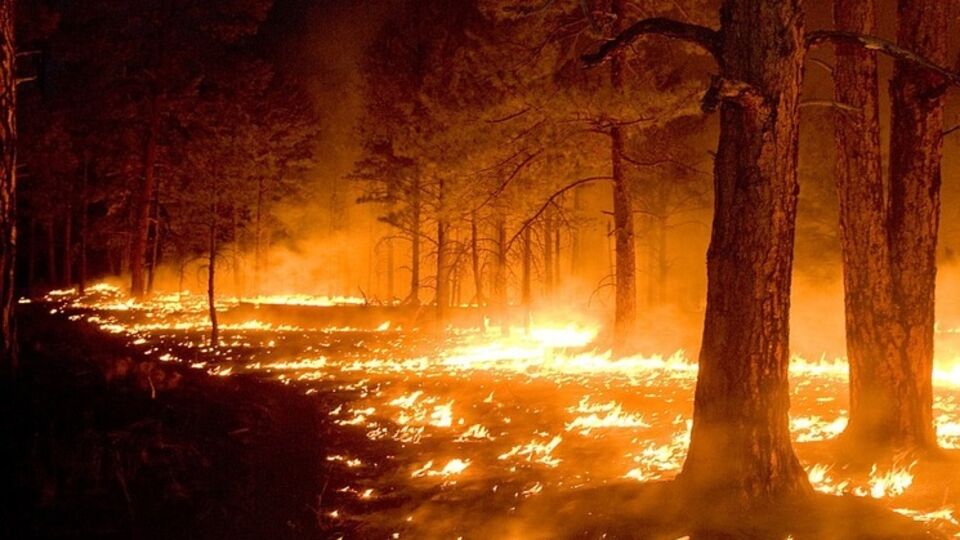 Гидрометцентр предупредил о высокой пожароопасности в Киеве и области