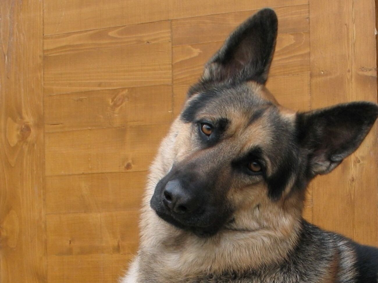 Такого пса российская пенсионерка тащила по улицам за машиной