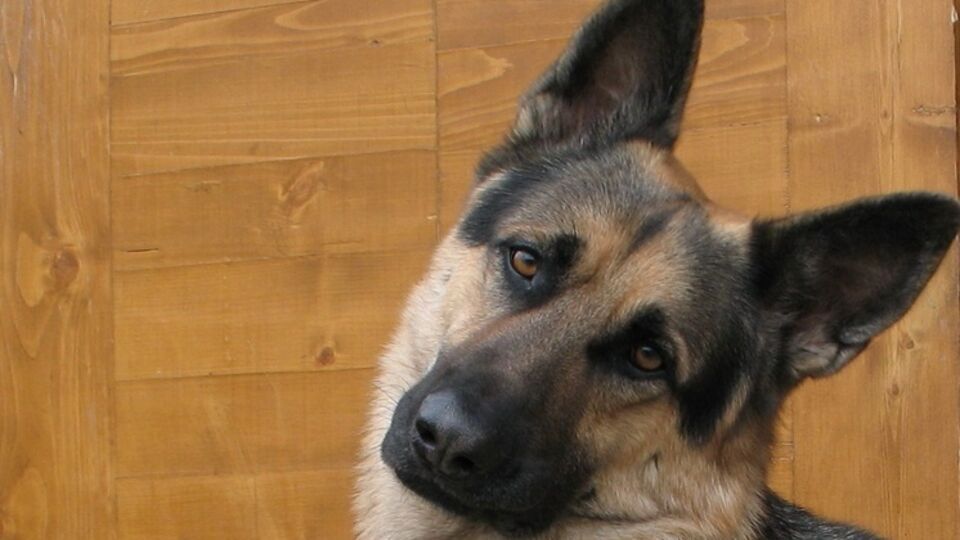 Такого пса российская пенсионерка тащила по улицам за машиной