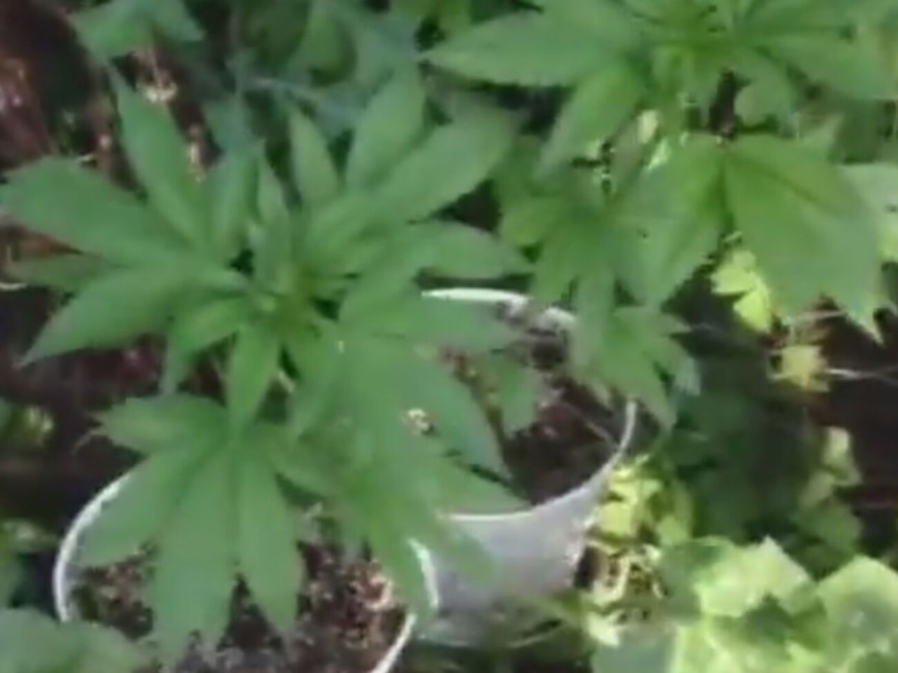 В Краматорске СБУ ликвидировала три нарколаборатории. Видео