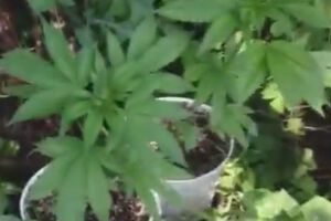 В Краматорске СБУ ликвидировала три нарколаборатории. Видео