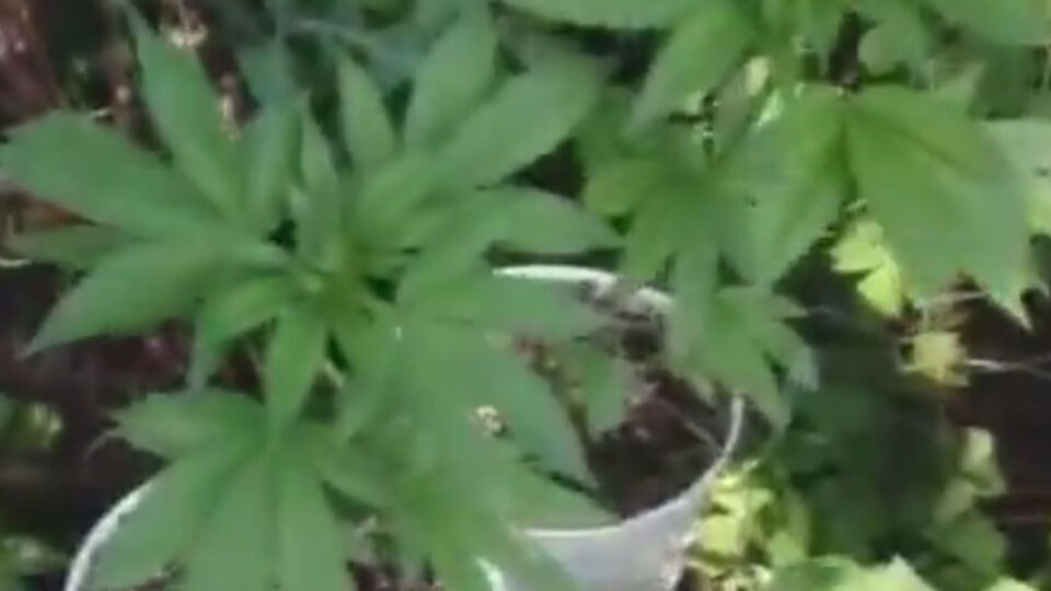 В Краматорске СБУ ликвидировала три нарколаборатории. Видео