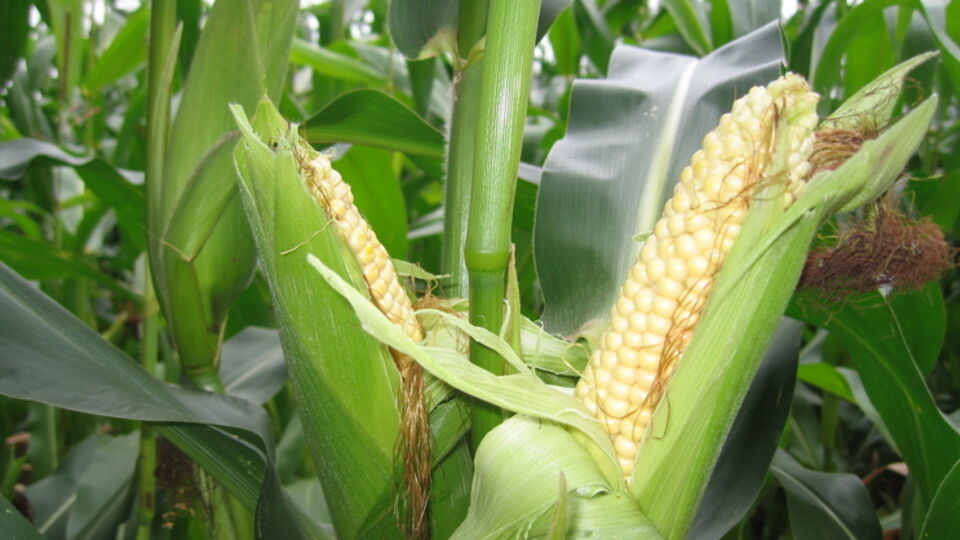 Украина стала главным поставщиком кукурузы в Китай