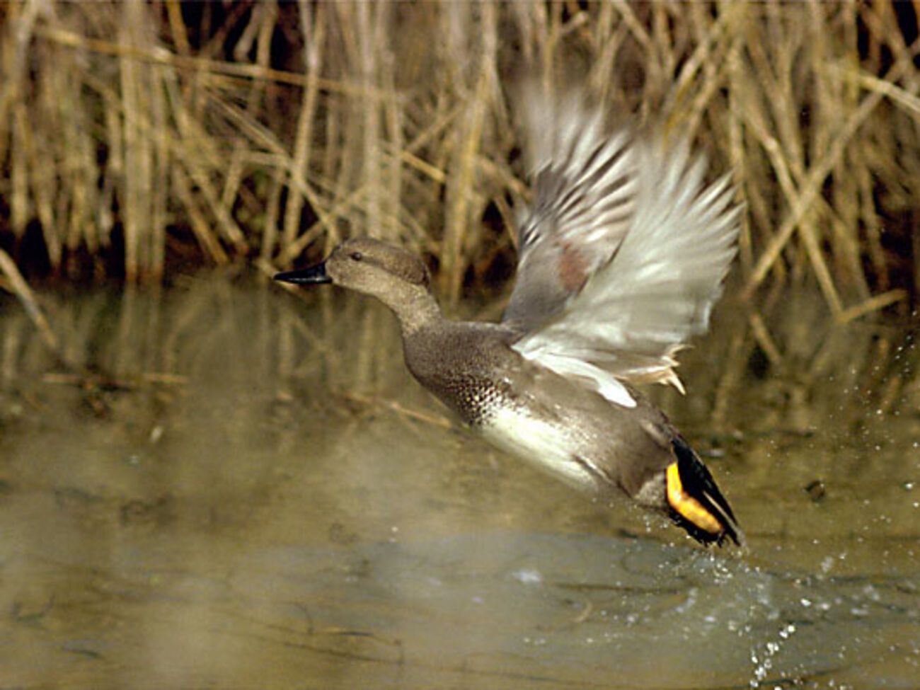 В Днепропетровской области предлагают запретить охоту