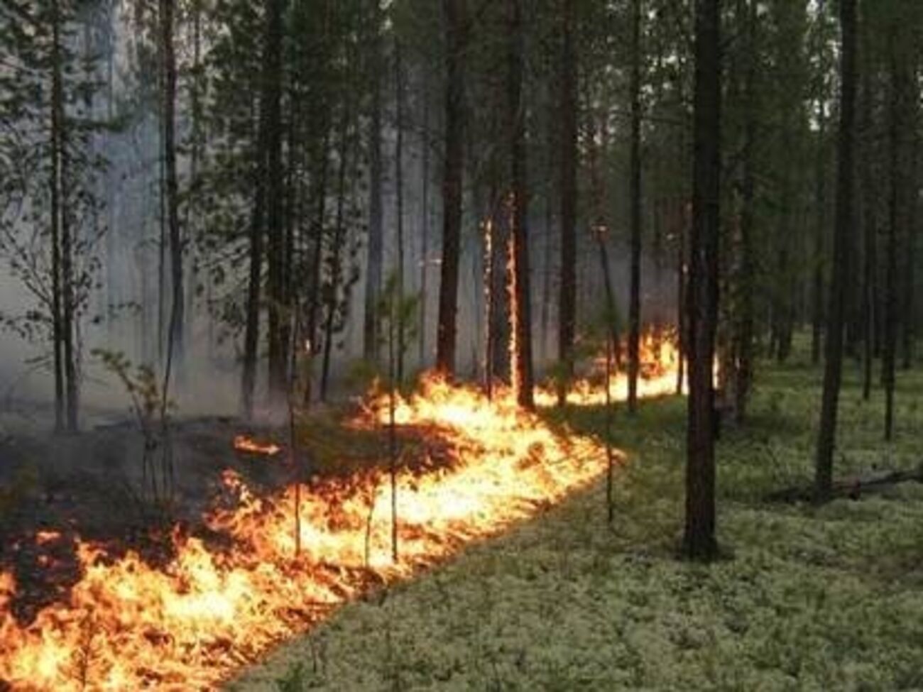 Пожар в чернобыльской зоне отчуждения не привел к повышению радиационного фона