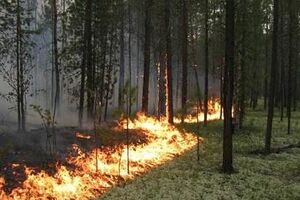 Пожар в чернобыльской зоне отчуждения не привел к повышению радиационного фона