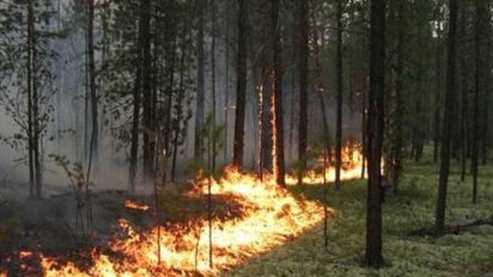 Пожар в чернобыльской зоне отчуждения не привел к повышению радиационного фона