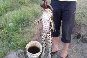 Местные жители сообщают, что замечали земноводных подобного размера и ранее