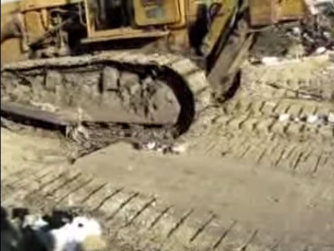 В Татарстане использовали бульдозер для уничтожения тушек трех "санкционных" гусей. Видео