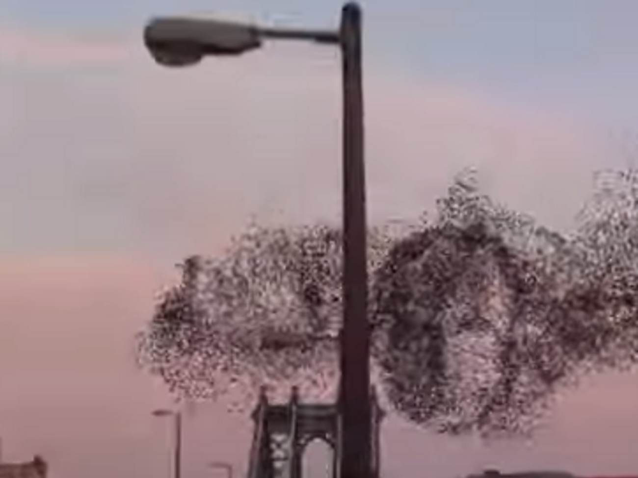 Птичий флешмоб: В небе над Нью-Йорком появилось лицо Путина. Видео