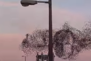 Птичий флешмоб: В небе над Нью-Йорком появилось лицо Путина. Видео