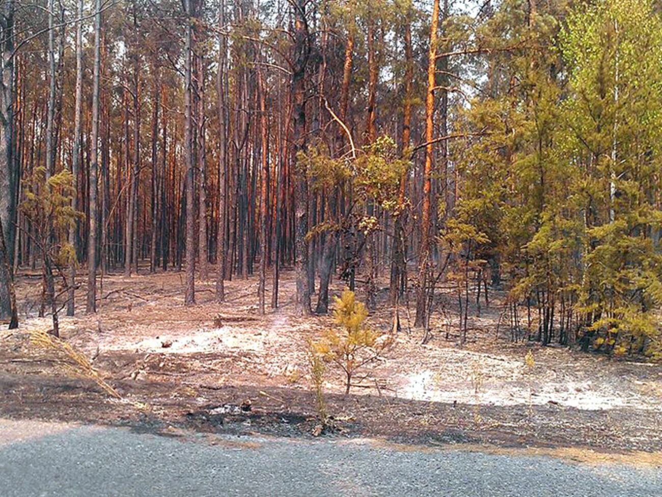 Госслужба по ЧС: Ячеек открытого огня нет