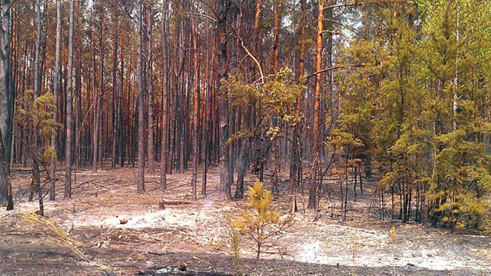 Госслужба по ЧС: Ячеек открытого огня нет