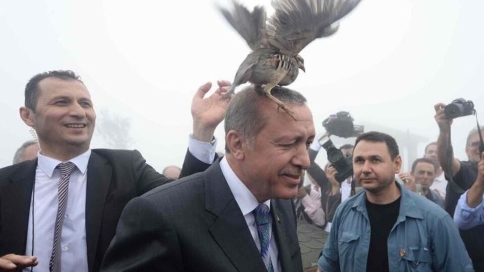Куропатка приземлилась на Эрдогана