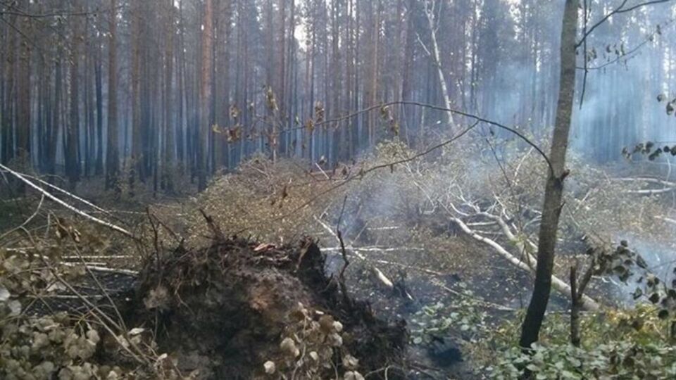 Пожарные перешли к тушению тлеющей лесной подстилки