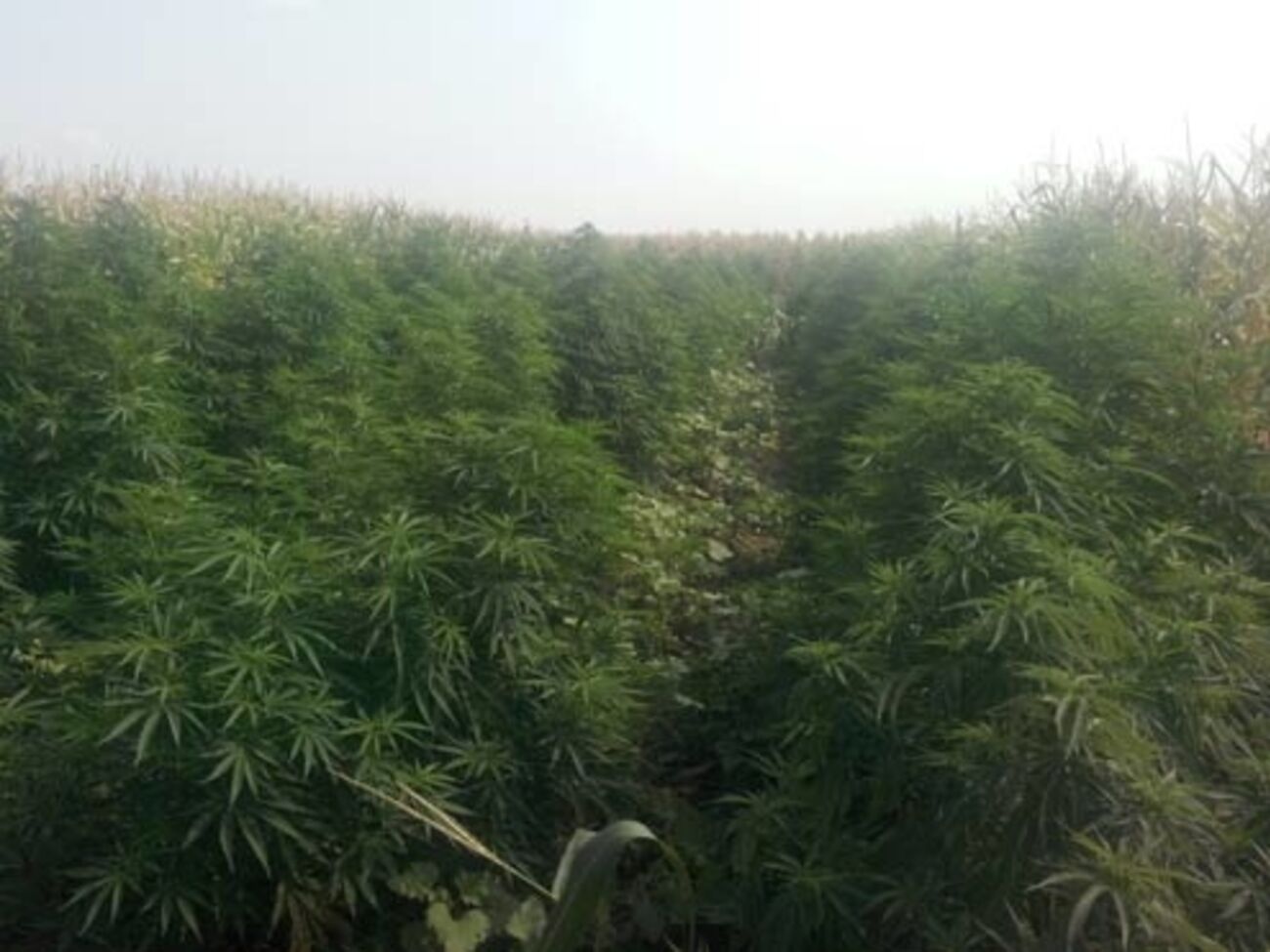 Коноплю прятали за кукурузой