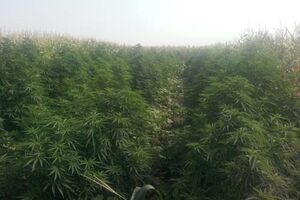 Коноплю прятали за кукурузой