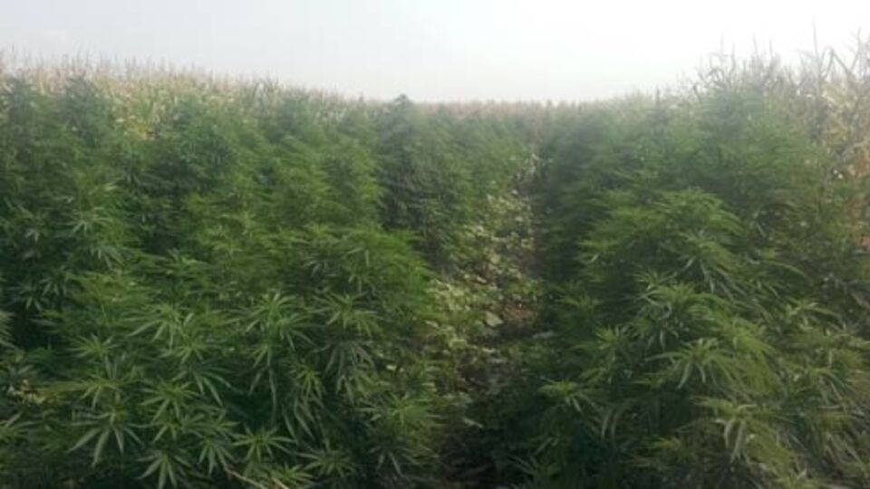 Коноплю прятали за кукурузой