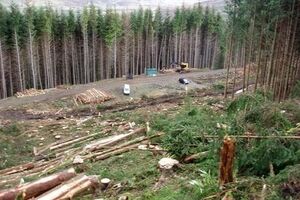 Москаль: Необходимо положить конец вакханалии с вырубкой леса, иначе до 1 ноября Карпаты останутся лысыми