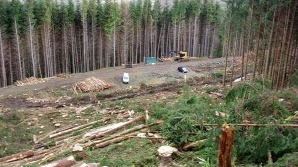 Москаль: Необходимо положить конец вакханалии с вырубкой леса, иначе до 1 ноября Карпаты останутся лысыми