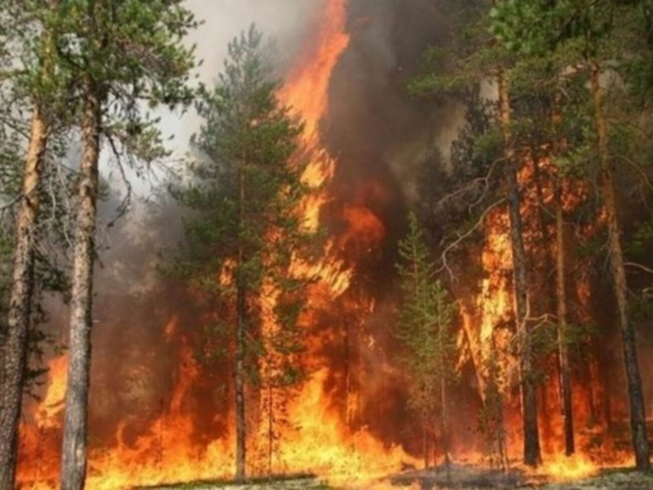 Возгорания отмечены в 12 заповедниках