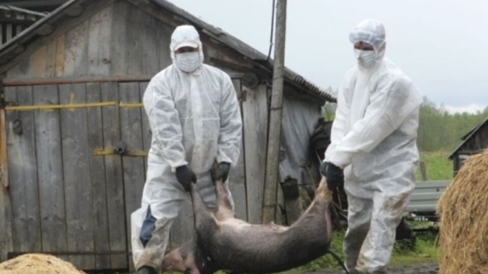 Из-за свиной чумы фермеры несут значительные убытки