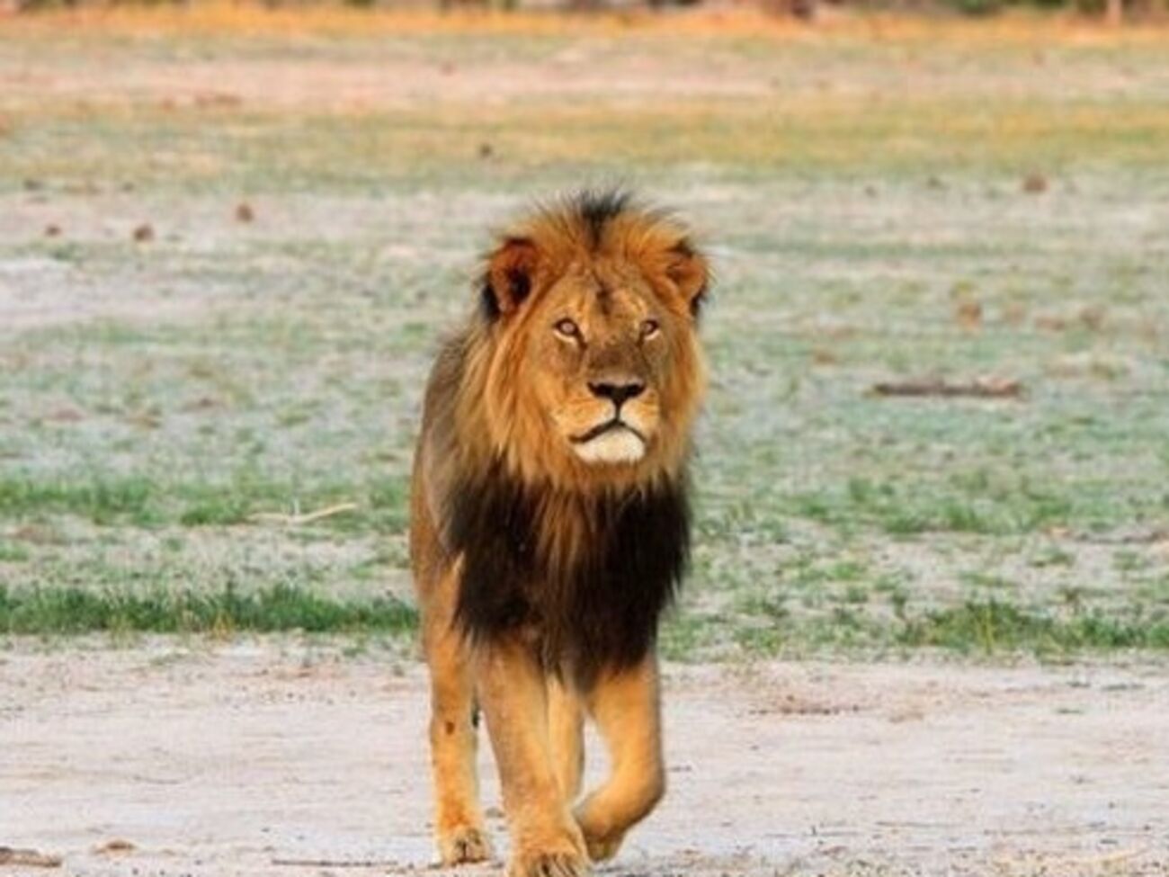 Зимбабве требует выдачи обвиняемого в убийстве льва Сесила гражданина США