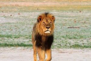 Зимбабве требует выдачи обвиняемого в убийстве льва Сесила гражданина США