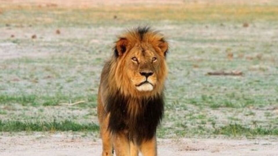 Зимбабве требует выдачи обвиняемого в убийстве льва Сесила гражданина США