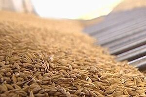 Украина намерена удвоить объемы экспорта зерна