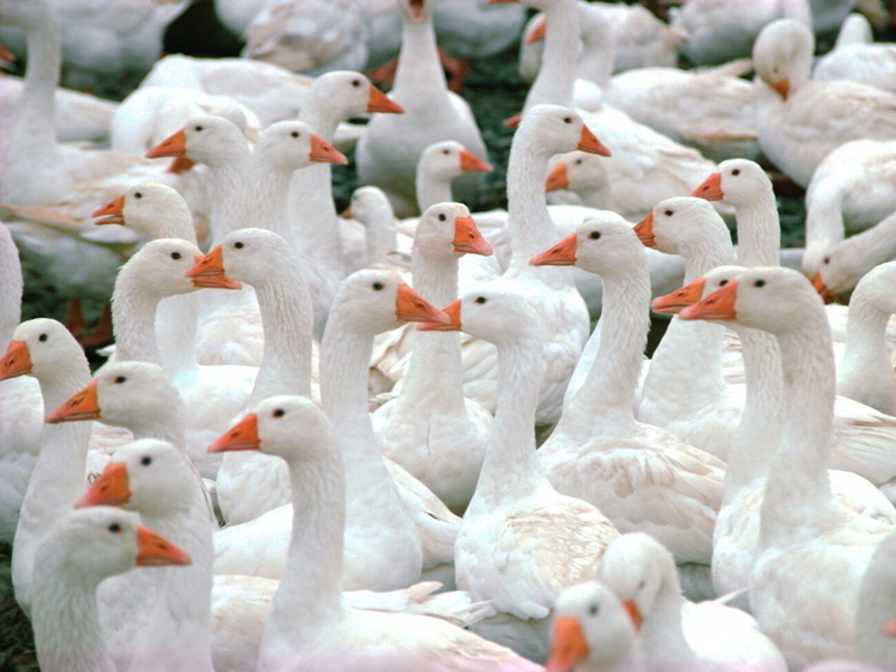 Житель Владивостока заподозрил свою соседку в том, что она ест польских гусей