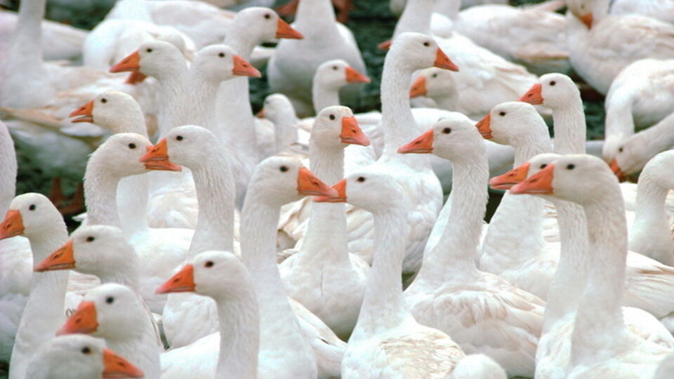 Житель Владивостока заподозрил свою соседку в том, что она ест польских гусей