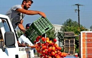 В России продолжают всеми способами бороться с санкционной едой