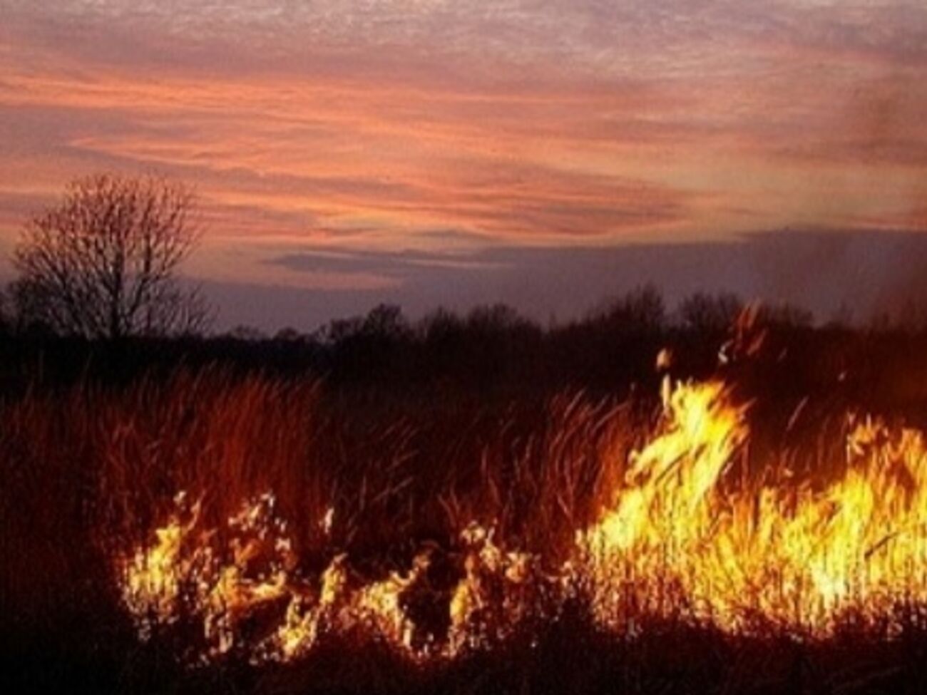 Под Киевом горят торфяники