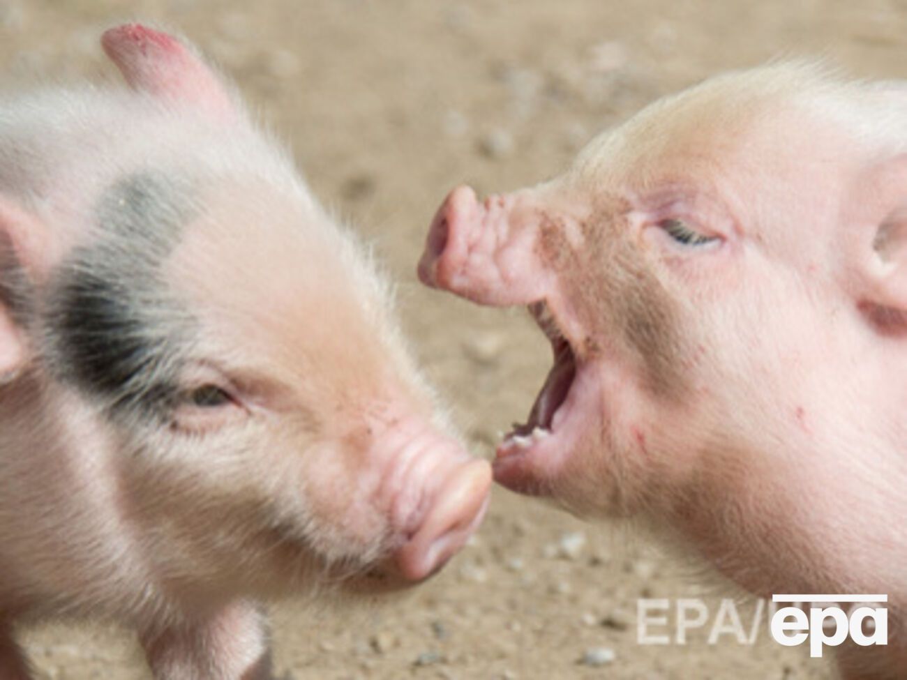 СМИ: Россельхознадзор обеспокоен выявлением в Украине вируса африканской чумы свиней