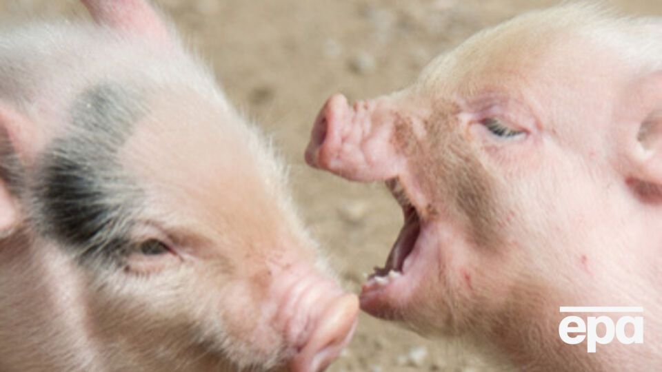 СМИ: Россельхознадзор обеспокоен выявлением в Украине вируса африканской чумы свиней