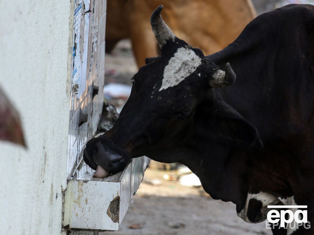 В России санкционные продукты будут отдавать на корм скоту