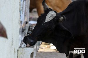 В России санкционные продукты будут отдавать на корм скоту